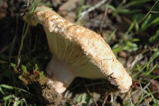 Sotto cisto e sotto il sole.